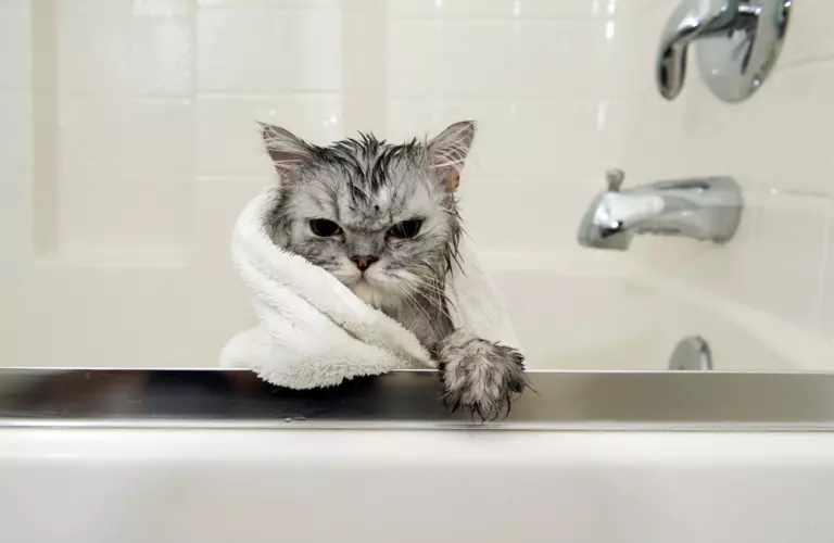 هل تستطيع القطط الاستحمام ؟