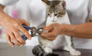 دليل خطوة بخطوة حول كيفية قص أظافر القطط