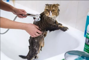 كيف تنظف قطة تكره الماء ؟