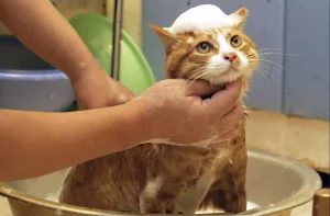 هل تحتاج القطط حقًا إلى العناية والاستحمام ؟
