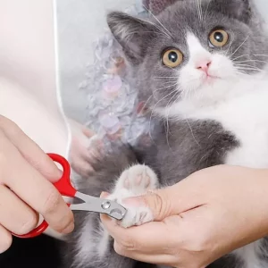 أهمية قص أظافر القطط