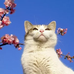 أسماء القطط اليابانية: قوية ونبيلة
