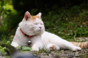 أسماء القطط اليابانية: رشيقة وحساسة