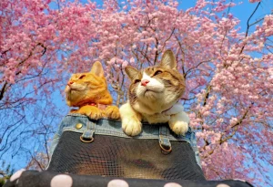 أسماء القطط اليابانية الغريبة: مستوحاة من الثقافة والأنيمي