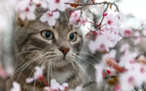 أسماء القطط اليابانية: انعكاس للثقافة والجمال