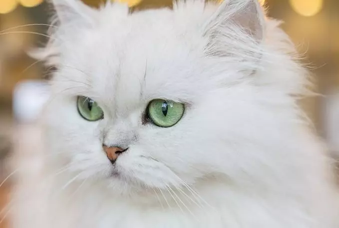 اكتشف أسماء القطط 🌟 ومعانيها المذهلة لهذا العام