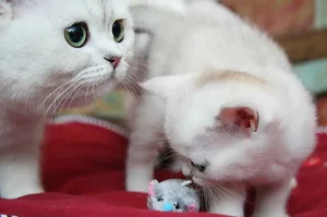 كيفية رعاية قطة صغيرة حديث الولادة
