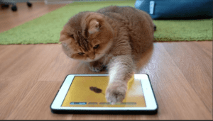 ألعاب القطط عبر الإنترنت: