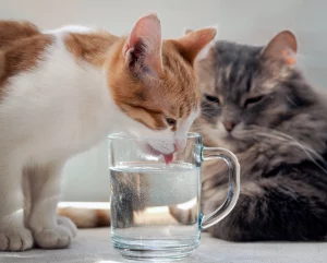 3. العوامل التي تؤثر على احتياجات القط المائية